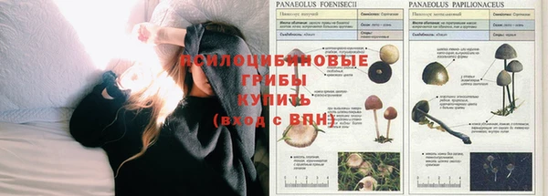 PSILOCYBIN Балабаново